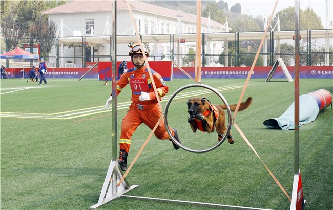 第七届全国消防搜救犬比武竞赛圆满收官