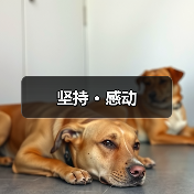 坚持 · 感动（图4）