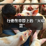 行走在草原上的“火焰蓝”(图2) 行走在草原上的“火焰蓝”(图2)
