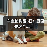 车主被拘留5日!原因是这个......(图4) 车主被拘留5日!原因是这个......(图4)